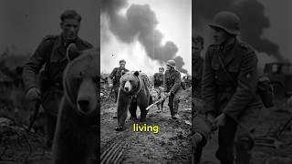 Wojtek: The Bear Who Became a WWII Soldier 🐻 #Wojtek #WWII#WarStories #UntoldHistory #SoldierBear