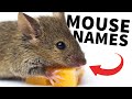 25 best pet mouse names