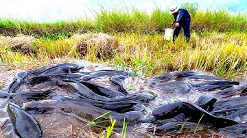 ​Full video! Catch a lot of fish in the rice fields with fishing skills after the rain