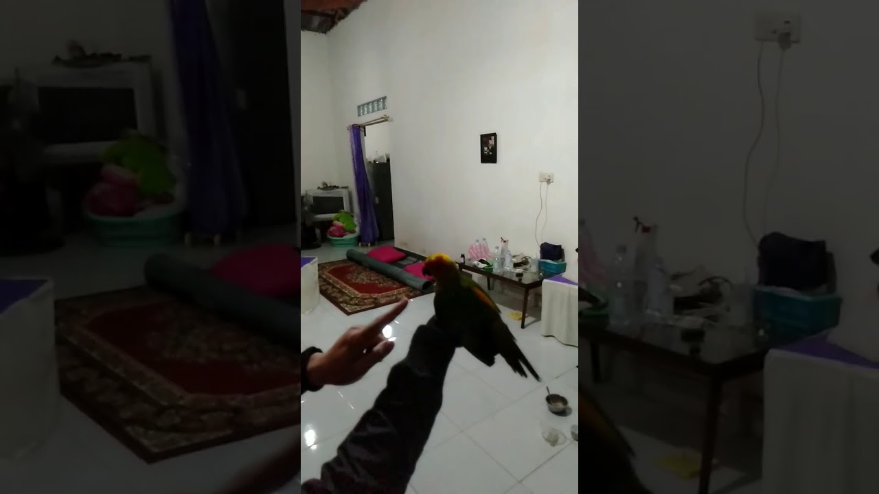 Melatih burung #burung #sunconure 