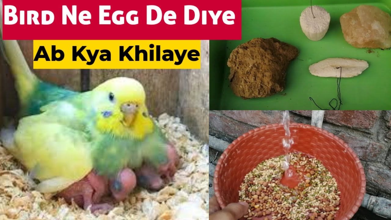 Bird Ne Egg De Diye Ab Kya Khilaye/Chicks Ki Achi Health Ke Liye/Perfect Diet for Breeding