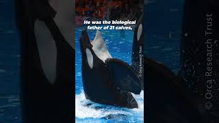 This is Tilikum’s Story #shortsfeed