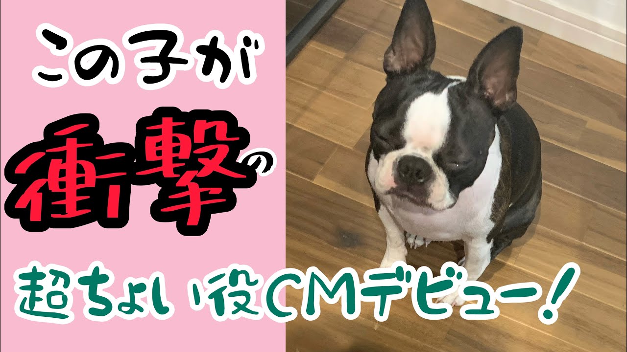 衝撃の超ちょい役cmデビュー ボストンテリアのグリちゃんねる Youtube