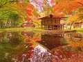 JG☆☆☆☆☆8K HDR 岩手 平泉中尊寺の紅葉(国宝,世界遺産) Iwate,Hiraizumi Chusonji in Autumn(World Heritage)