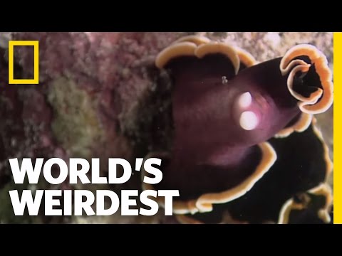 Flatworm Penis Fencing | World&rsquo;s Weirdest