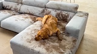 Anjing Bikin Berantakan Berlumpur 😮🤣| Video Hewan TERLUCU