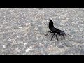 Bug pretends to be dangerous scorpion hes not