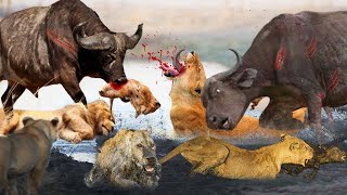 Unbelievable Male Buffalo Fiercely Attacks Lion To Save Female Buffalo And His Calf - Buffalo& Lion