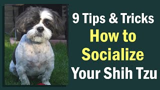 9 Tips and Tricks: How to Socialize Your Shih Tzu by Fluffy Dog Breeds 772 views 1 year ago 4 minutes, 35 seconds