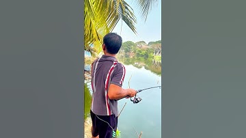 Câu cá tra sông cám R1 #camr1 #camr2 #camr3 #caucatra #catrasong #caucatrasong #câucá