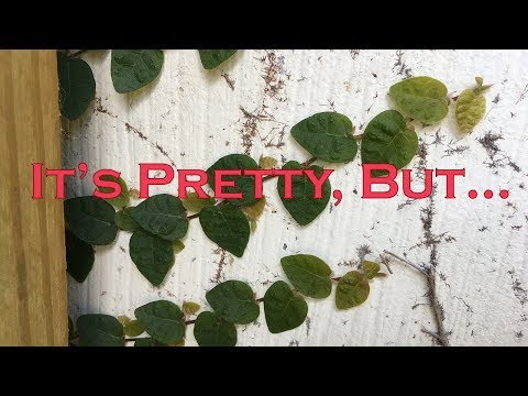 Vídeo: Creeping Fig Vine: Figo Creeping Creeping No Jardim E Em Casa