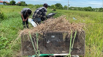 Bãi Cỏ Hoang Nâu Năm Nơi Ẩn Nấp Của Những Con Chuột Đồng Béo Múp Đã Bị Tóm Gọn @LivingLife34k