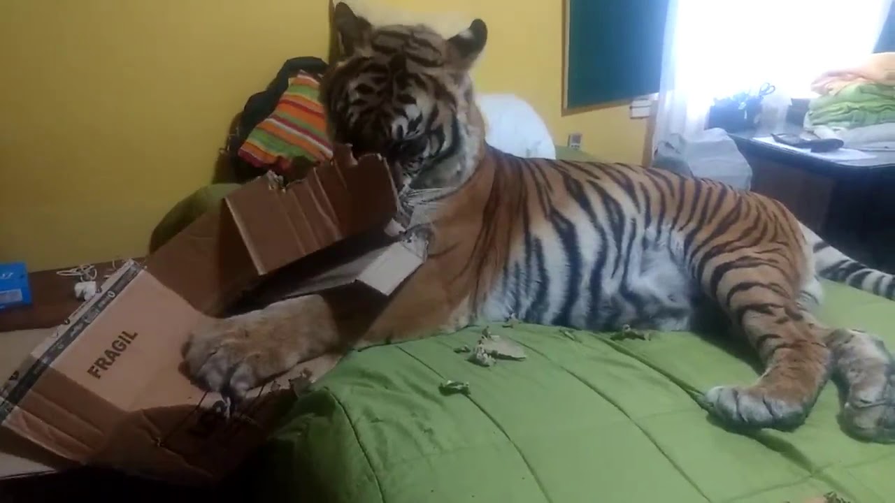 Caja de Regalo con separadores - Cartonatges El Tigre