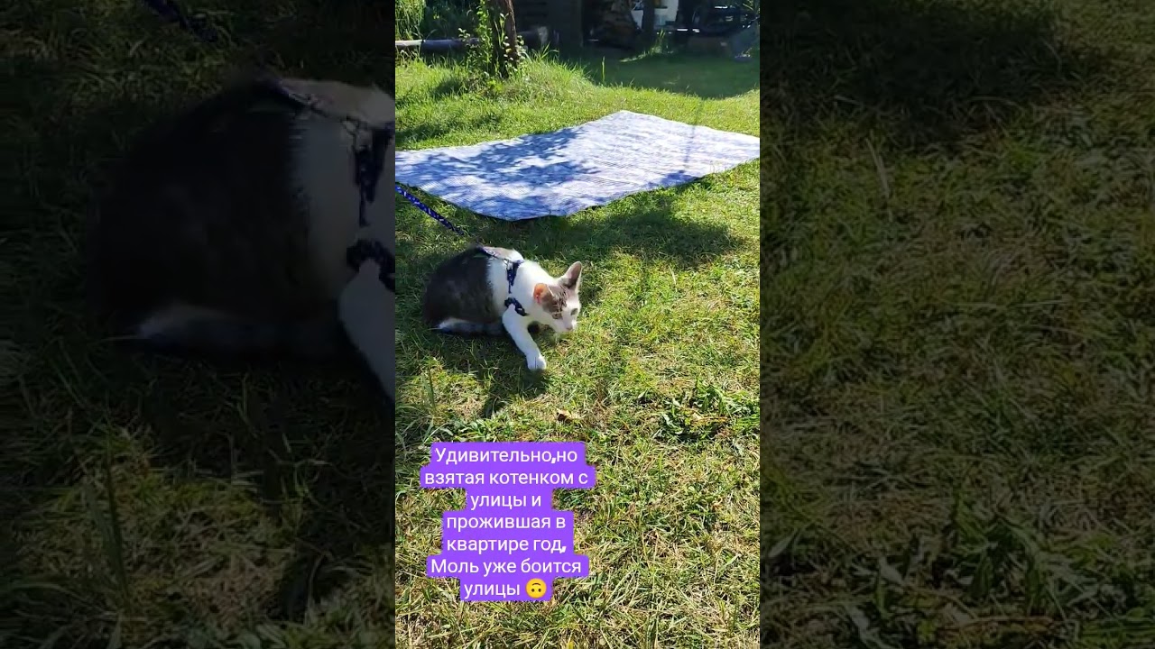 Кошачья сторожевая😊/Cat guard