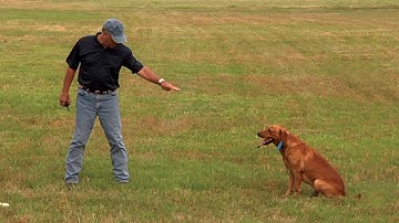 How to Steady a Working Retriever . . . Labs, Goldens, Chessies etc