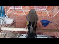 Trained Bird Sehra Sound Sehra Singing سهره خوانی براي مست کردن سهره 