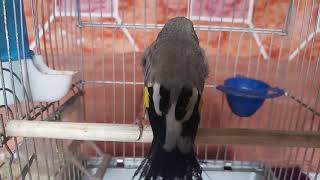 Trained Bird Sehra Sound                         Sehra Singing / سهره خوانی براي مست کردن سهره