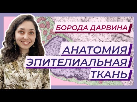 Анатомия. Эпителиальная ткань.