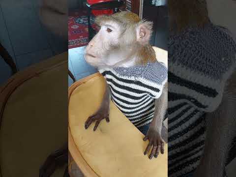 Каша Для Семёна Monkey Petmonkey Animals Экзотика Обезьяна Животные Питомец Зоо