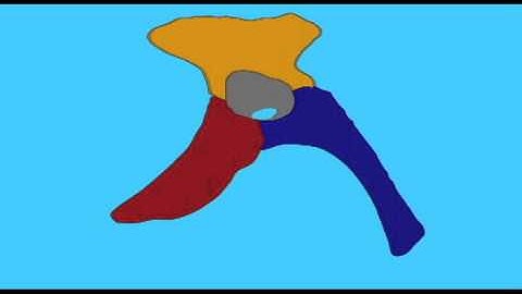 PL EXAM 2: EVOLUTION OF THE DINOSAUR HIP.avi