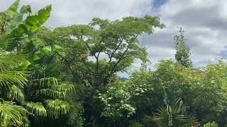 Mimosa tree is just starting to bloom -3 weeks late!
