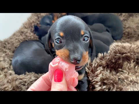 Video: Veearts Gebruik 3-D Drukker Om Dachshund's Skull Te Herstel