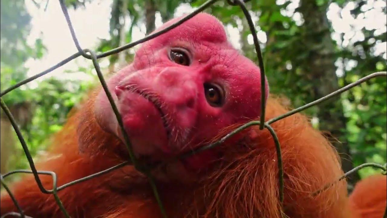 Monkey Dong Attack YouTube