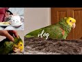 VLOG: PLAYING WITH AMAZON PARROT ||| MORNING BREAKFAST||SPARKLING DRINK