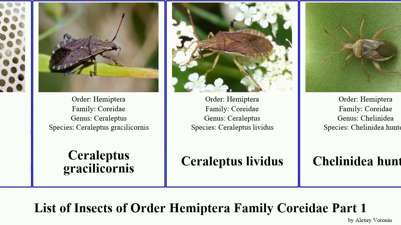 List of Insects of Order Hemiptera Family Coreidae Part 1 anisoscelis bug acanthocephala selector