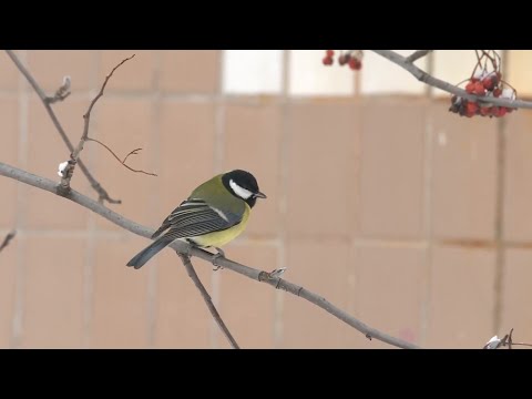 Советы орнитолога: чем кормить птиц зимой