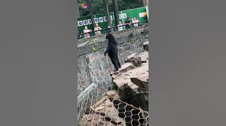 A Sun Bear in China’s Hangzhou Zoo Goes Viral