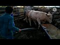 VENDIENDO TOROS GORDOS.. algunos consejos sobre la engorda .