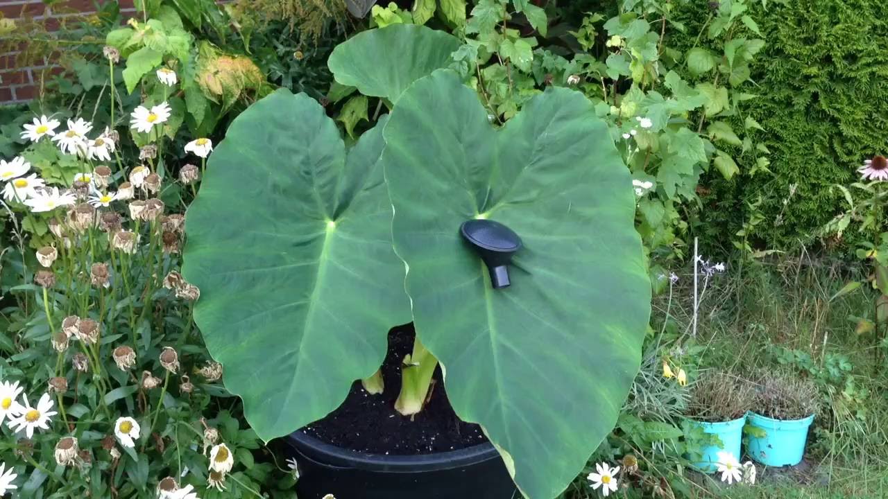 colocasia