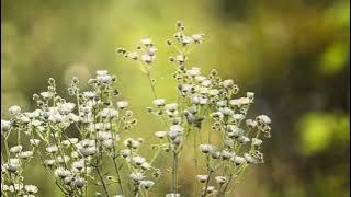 KASUMI      期間限定PV