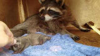 Amazing close up mother raccoon and new born babies