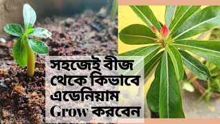 Adenium Plant Care | How To Grow Adenium From Seeds | Garden Tales