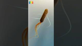 Swimming Motions Of E. coli