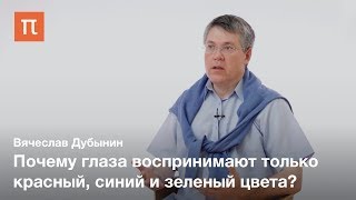 Глаз и фоторецепторы - Вячеслав Дубынин