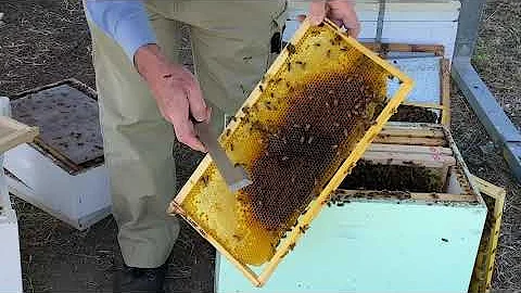 Kevin Tracy - Cell builder for queen rearing