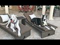 Great Danes Get Ready for Tampa Gasparilla Pirate Party Great Danes Get Ready for Tampa Gasparilla Pirate Party