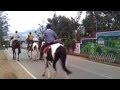 Horse riding at ooty