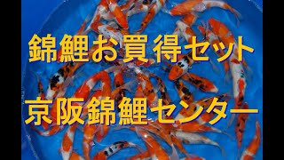 観賞用錦鯉おまかせセット 通信販売 | 錦鯉や飼育用品 販売のことなら