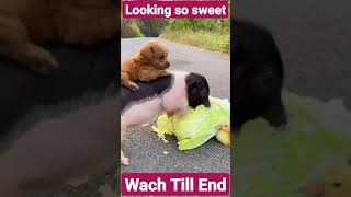 shorts videos Dlgharti funny baby how Sweet And Cute ??????❤️❤️✌️✌️