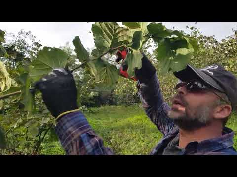Video: Vermont'taki Jenne Çiftliğini Fotoğraflamak