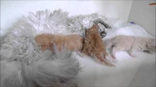 Merlin, Kayne and Wiggle, almost 2 weeks old by Martie2303 363 views 8 years ago 4 minutes, 6 seconds