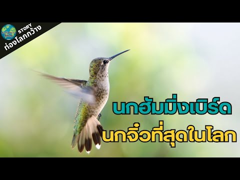 วีดีโอ: นกฮัมมิ่งเบิร์ด. นกที่เล็กที่สุดในโลก: คำอธิบายรูปภาพและราคา