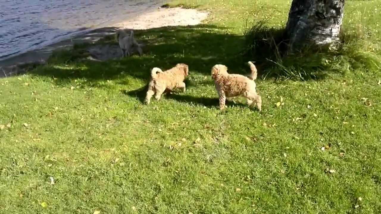 6 uker gamle storpuddel valper