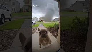 Oh Noooooo Save Pibble From The Tornado