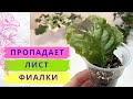 Пропадает лист фиалки в жару ! Что делать? Спасаем листочек