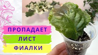 Пропадает лист фиалки в жару ! Что делать? Спасаем листочек